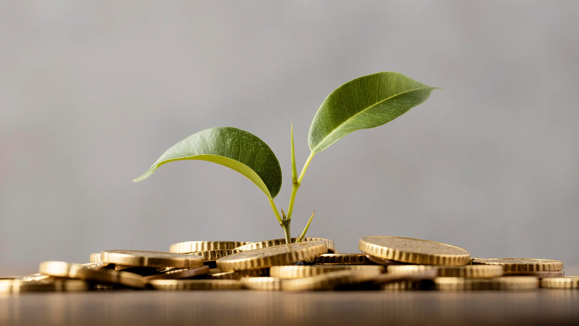Lektorat Masterarbeit – eine Investition, die sich lohnt Grüner Pflanzentrieb wächst aus einem Stapel goldener Münzen – Symbol dafür, dass sich ein Lektorat der Masterarbeit auszahlt